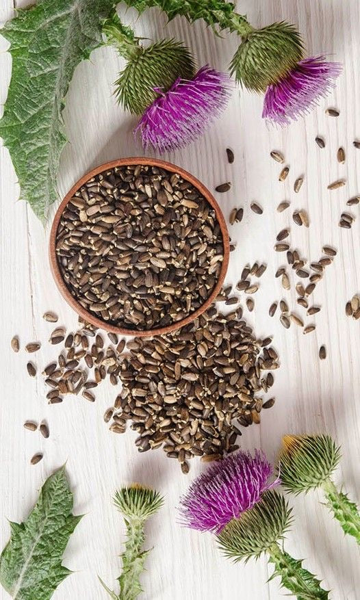 Milk Thistle: The Secret Superhero for Your Liver πΏ